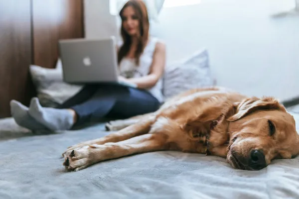 A person working on their laptop while a dog sleeps next to them